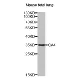 Western blot - CA4 antibody from Signalway Antibody (38437) - Antibodies.com