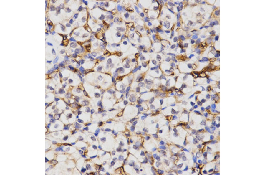 Immunohistochemistry - CA4 antibody from Signalway Antibody (38437) - Antibodies.com