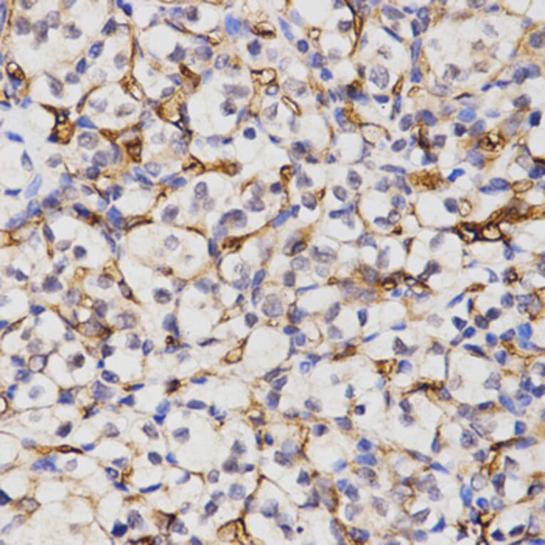 Immunohistochemistry - CA4 antibody from Signalway Antibody (38437) - Antibodies.com