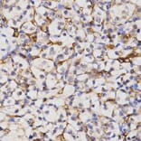 Immunohistochemistry - CA4 antibody from Signalway Antibody (38437) - Antibodies.com