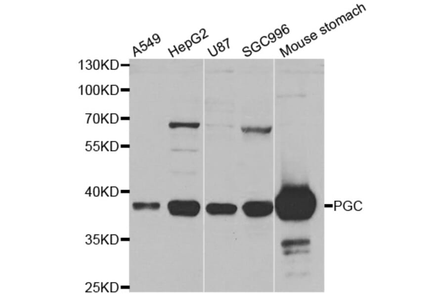 Western blot - PGC antibody from Signalway Antibody (38465) - Antibodies.com