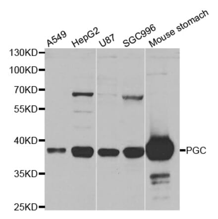 Western blot - PGC antibody from Signalway Antibody (38465) - Antibodies.com