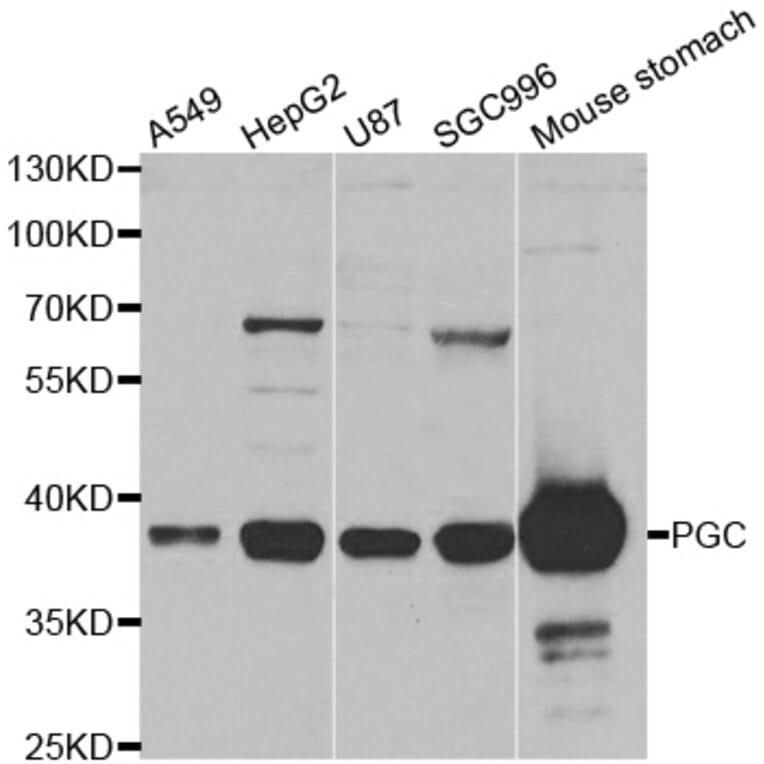 Western blot - PGC antibody from Signalway Antibody (38465) - Antibodies.com