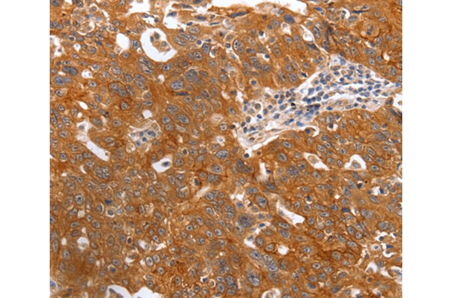 Immunohistochemistry - PGC antibody from Signalway Antibody (38465) - Antibodies.com