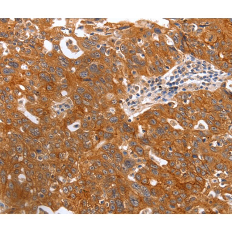 Immunohistochemistry - PGC antibody from Signalway Antibody (38465) - Antibodies.com