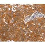 Immunohistochemistry - PGC antibody from Signalway Antibody (38465) - Antibodies.com