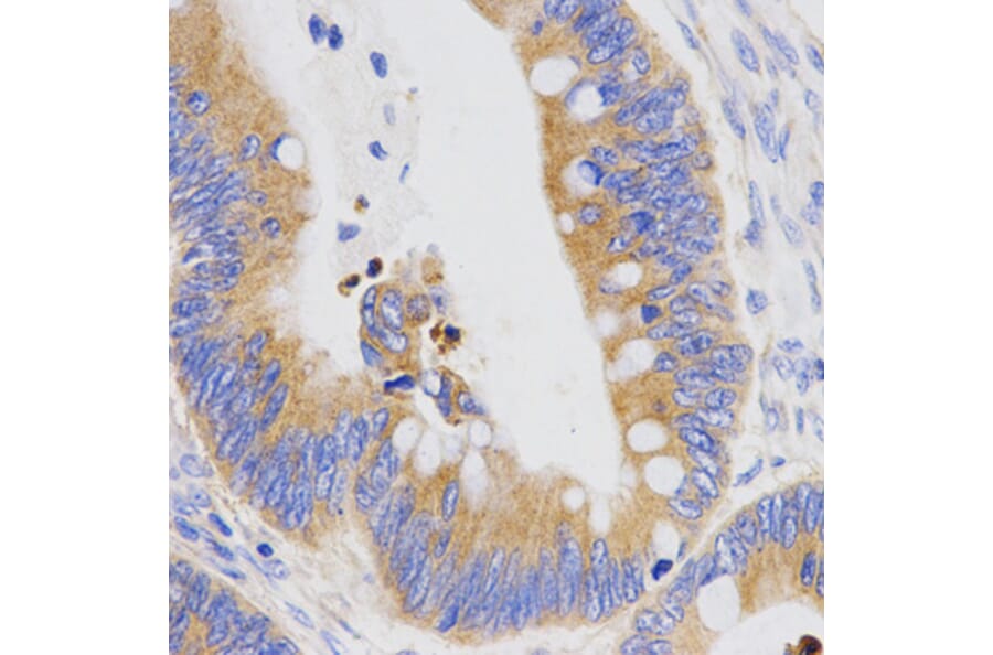 Immunohistochemistry - PGC antibody from Signalway Antibody (38465) - Antibodies.com