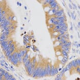 Immunohistochemistry - PGC antibody from Signalway Antibody (38465) - Antibodies.com