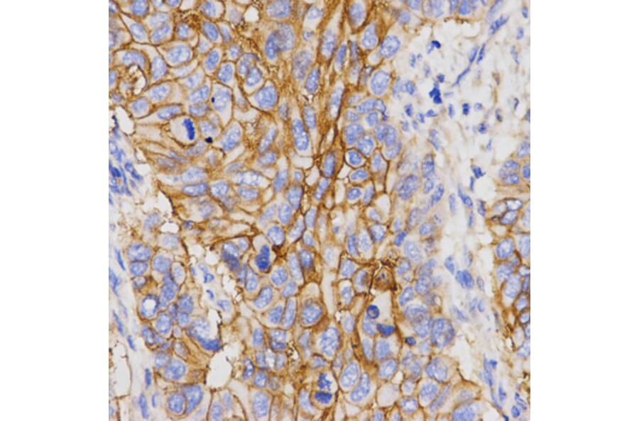 Immunohistochemistry - PGC antibody from Signalway Antibody (38465) - Antibodies.com