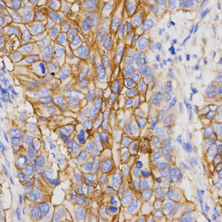 Immunohistochemistry - PGC antibody from Signalway Antibody (38465) - Antibodies.com