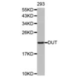 Western blot - DUT antibody from Signalway Antibody (38489) - Antibodies.com