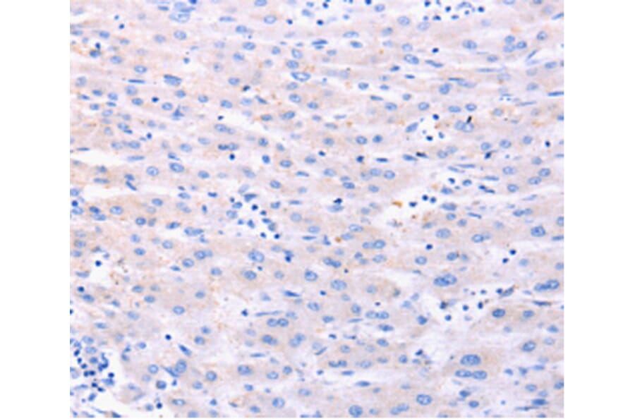 Immunohistochemistry - DUT antibody from Signalway Antibody (38489) - Antibodies.com