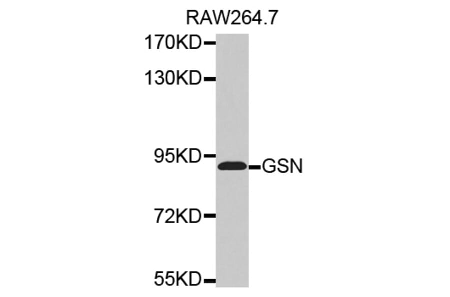 Western blot - GSN antibody from Signalway Antibody (38506) - Antibodies.com
