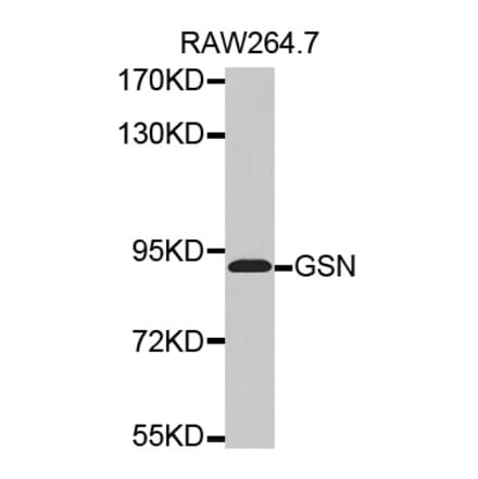 Western blot - GSN antibody from Signalway Antibody (38506) - Antibodies.com