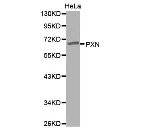 Western blot - PXN antibody from Signalway Antibody (38560) - Antibodies.com