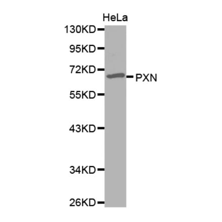 Western blot - PXN antibody from Signalway Antibody (38560) - Antibodies.com