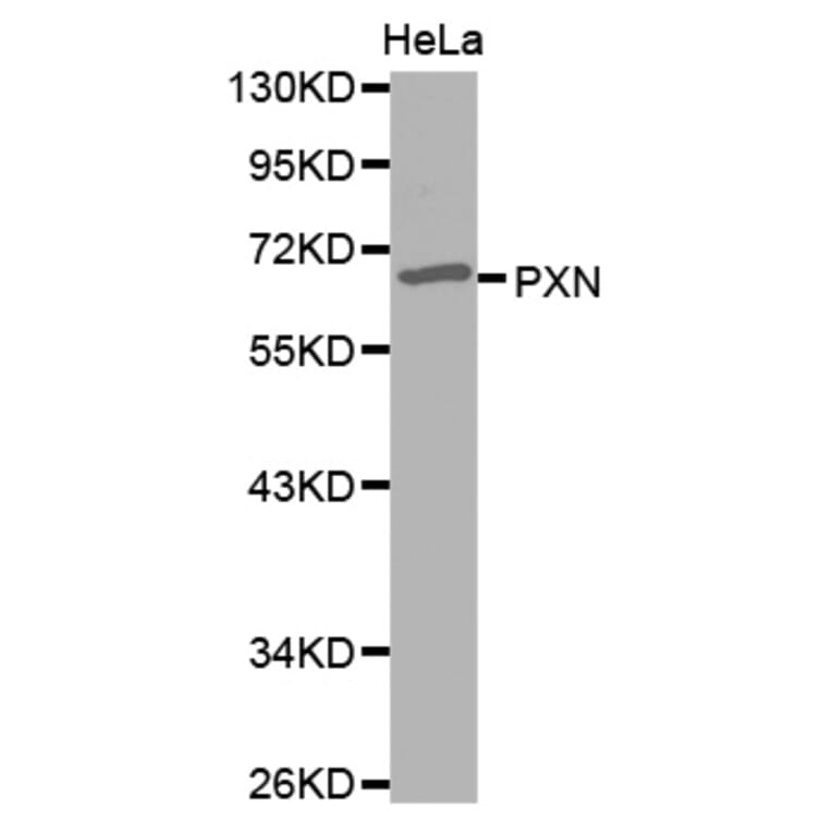Western blot - PXN antibody from Signalway Antibody (38560) - Antibodies.com