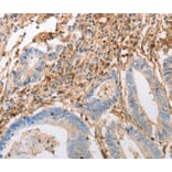 Immunohistochemistry - INA antibody from Signalway Antibody (38584) - Antibodies.com