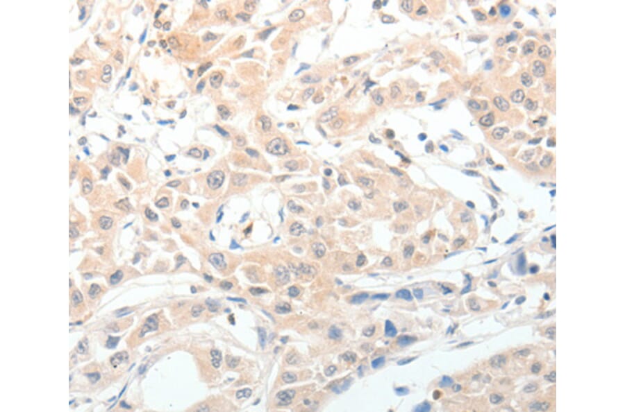 Immunohistochemistry - NPY antibody from Signalway Antibody (38619) - Antibodies.com