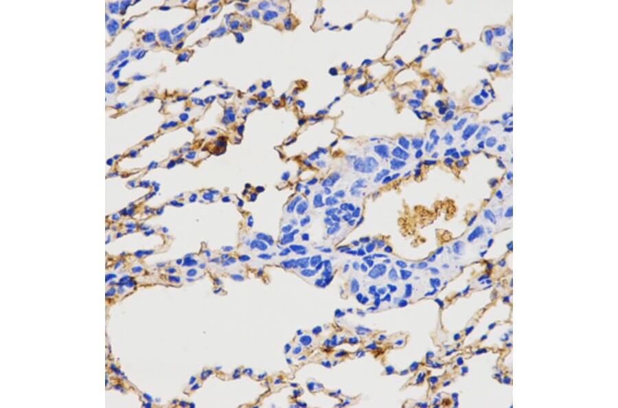 Immunohistochemistry - NPY antibody from Signalway Antibody (38619) - Antibodies.com
