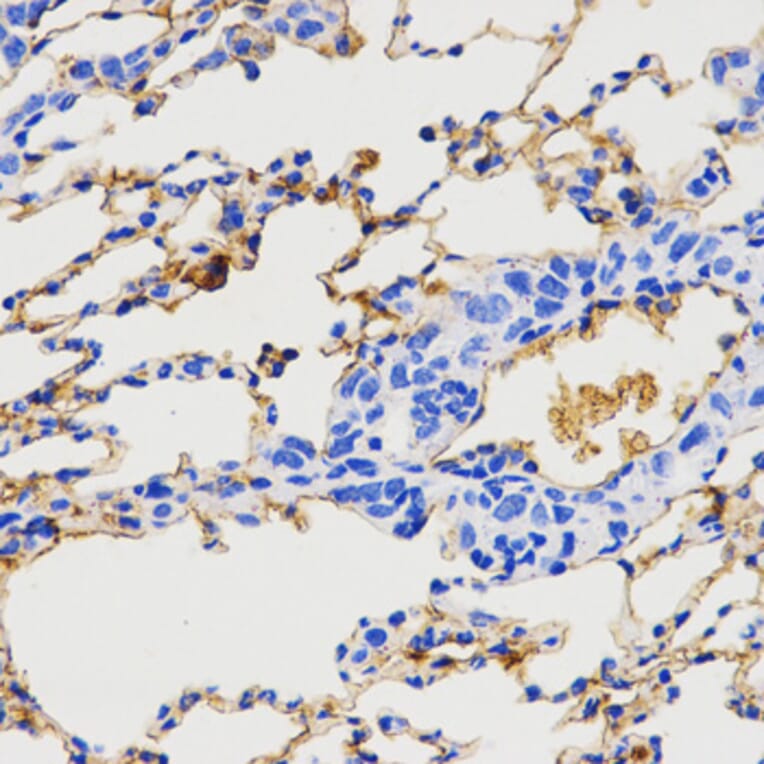 Immunohistochemistry - NPY antibody from Signalway Antibody (38619) - Antibodies.com