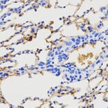 Immunohistochemistry - NPY antibody from Signalway Antibody (38619) - Antibodies.com