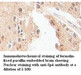 Sp4 Antibody from Signalway Antibody (39391) - Antibodies.com