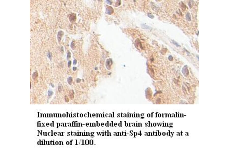Sp4 Antibody from Signalway Antibody (39391) - Antibodies.com