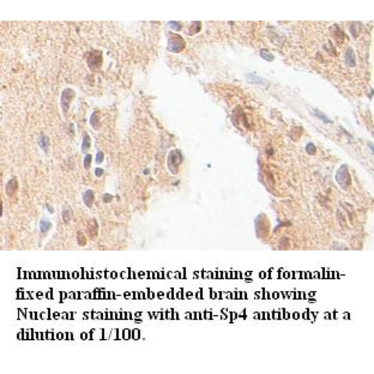 Sp4 Antibody from Signalway Antibody (39391) - Antibodies.com