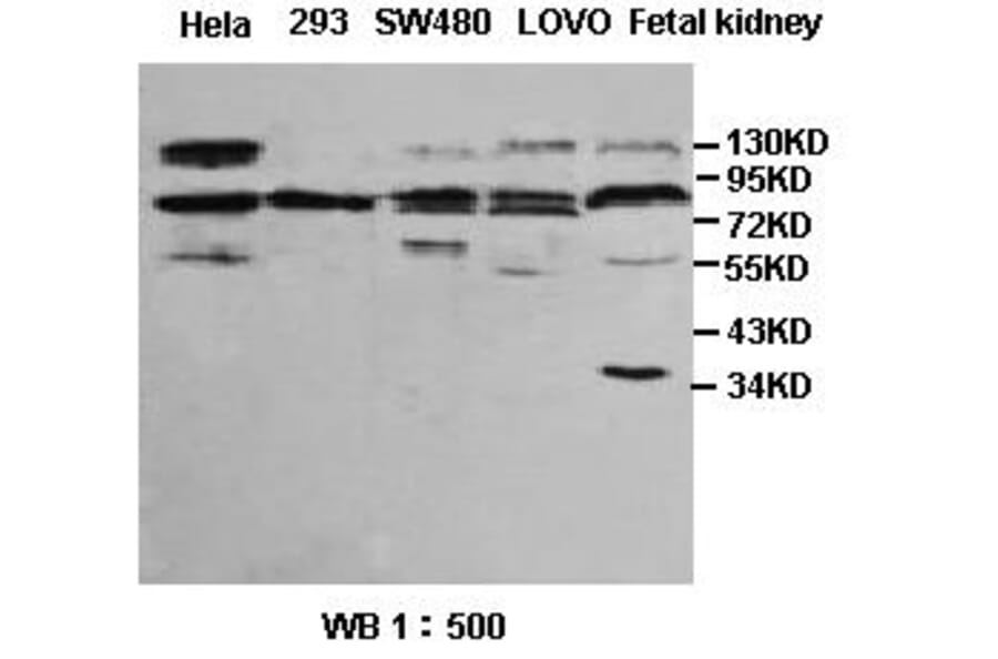 Sp4 Antibody from Signalway Antibody (39391) - Antibodies.com