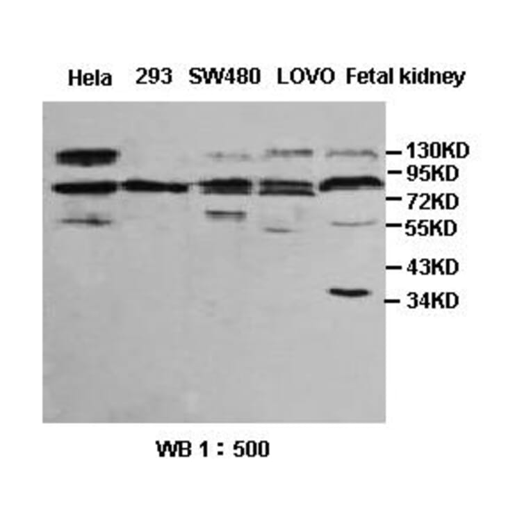 Sp4 Antibody from Signalway Antibody (39391) - Antibodies.com