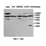 Sp4 Antibody from Signalway Antibody (39391) - Antibodies.com