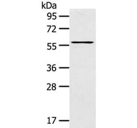 LPP Antibody from Signalway Antibody (40362) - Antibodies.com