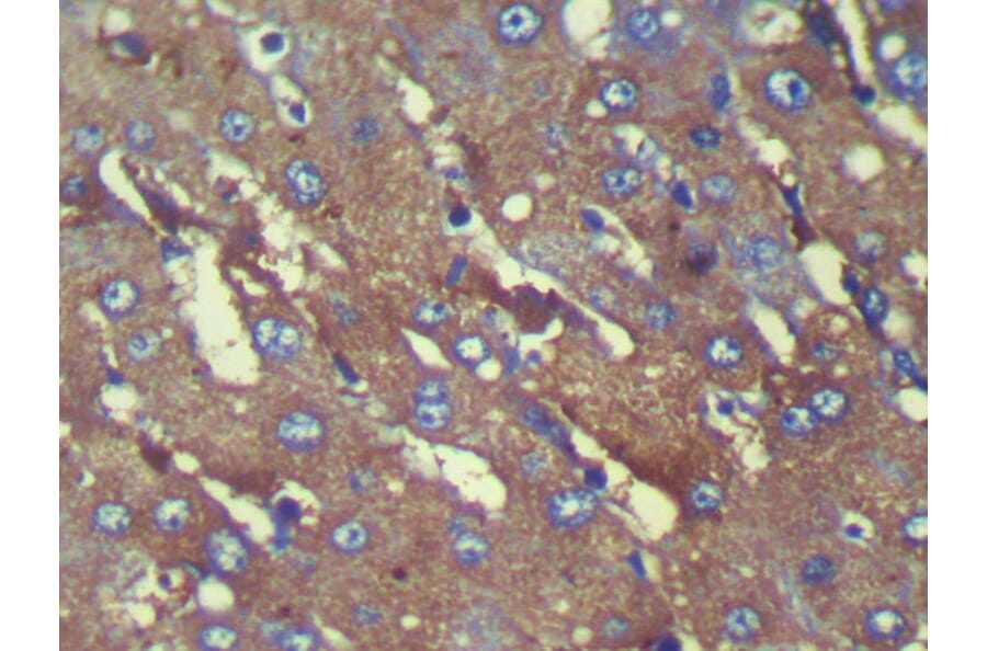 Immunohistochemistry - C8G Antibody from Signalway Antibody (42930) - Antibodies.com