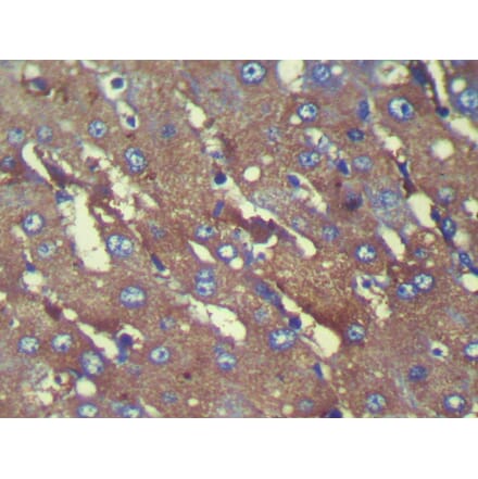 Immunohistochemistry - C8G Antibody from Signalway Antibody (42930) - Antibodies.com