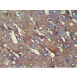 Immunohistochemistry - C8G Antibody from Signalway Antibody (42930) - Antibodies.com