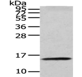 CDA Antibody from Signalway Antibody (43016) - Antibodies.com