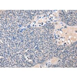 Immunohistochemistry - CDA Antibody from Signalway Antibody (43016) - Antibodies.com