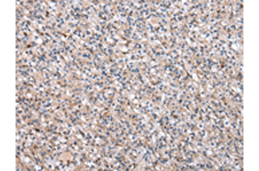 Immunohistochemistry - CDA Antibody from Signalway Antibody (43016) - Antibodies.com