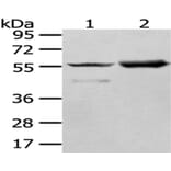 FGR Antibody from Signalway Antibody (43018) - Antibodies.com