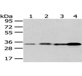 ESD Antibody from Signalway Antibody (43048) - Antibodies.com
