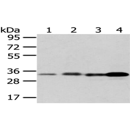 ESD Antibody from Signalway Antibody (43048) - Antibodies.com