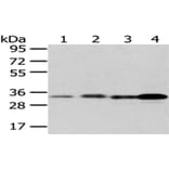 ESD Antibody from Signalway Antibody (43048) - Antibodies.com