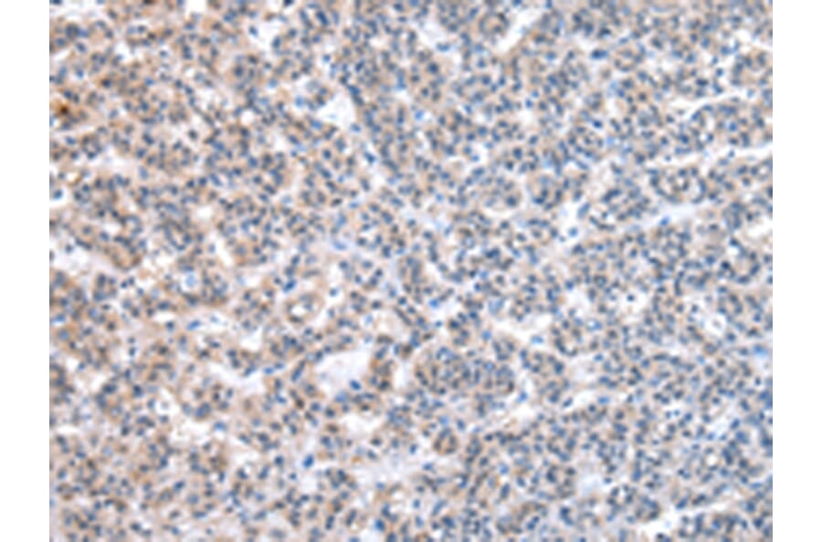Immunohistochemistry - ESD Antibody from Signalway Antibody (43048) - Antibodies.com