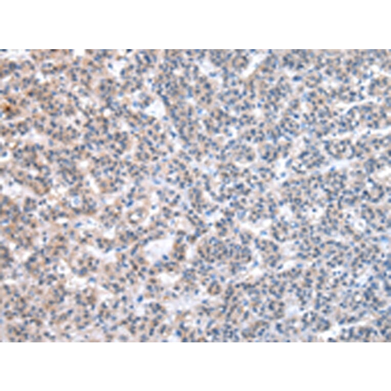 Immunohistochemistry - ESD Antibody from Signalway Antibody (43048) - Antibodies.com