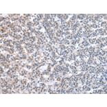 Immunohistochemistry - ESD Antibody from Signalway Antibody (43048) - Antibodies.com