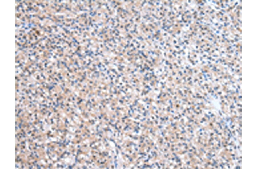 Immunohistochemistry - ESD Antibody from Signalway Antibody (43048) - Antibodies.com