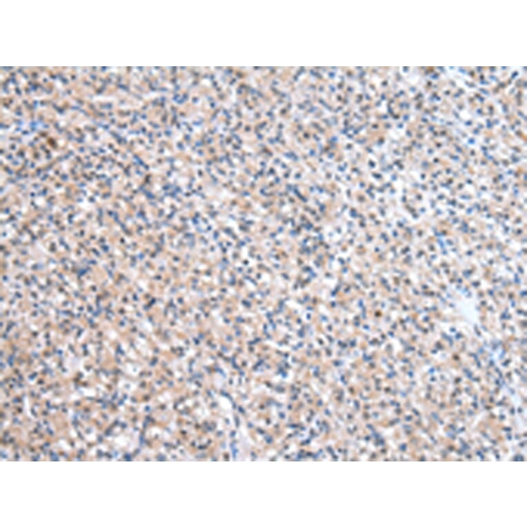 Immunohistochemistry - ESD Antibody from Signalway Antibody (43048) - Antibodies.com