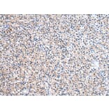 Immunohistochemistry - ESD Antibody from Signalway Antibody (43048) - Antibodies.com