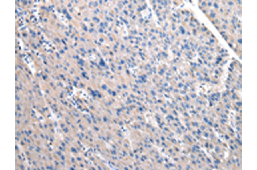 Immunohistochemistry - OAT Antibody from Signalway Antibody (43049) - Antibodies.com